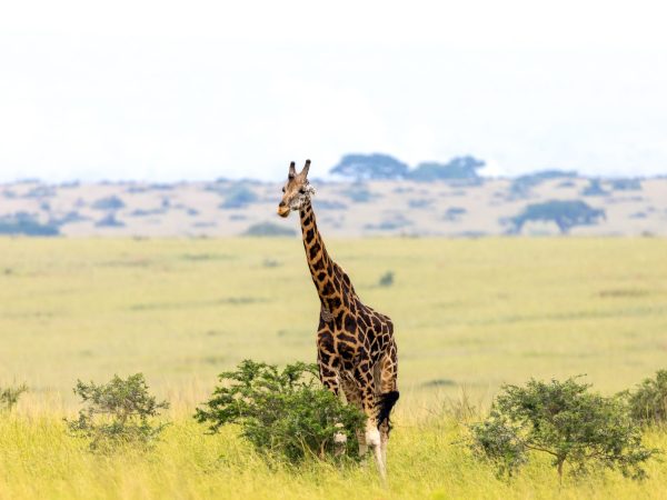 Kidepo Valley National Park