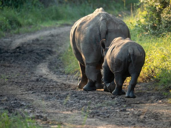 Queen Elizabeth National Park