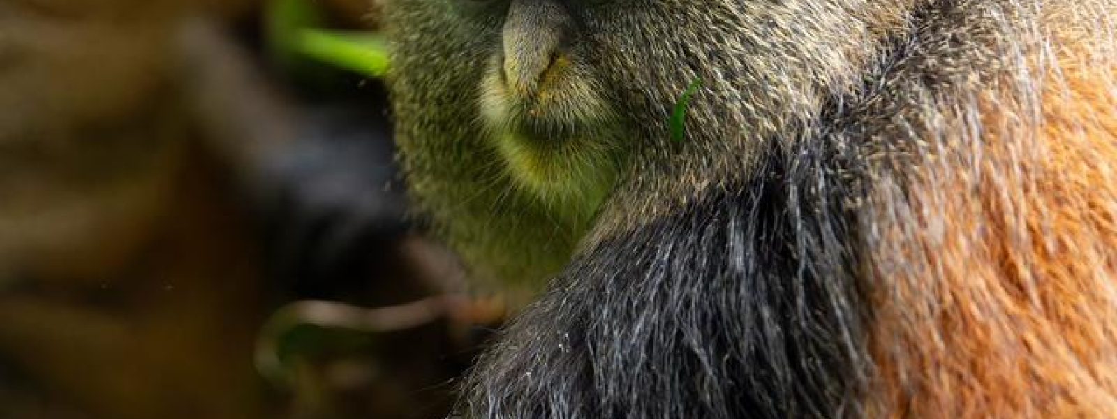 Mgahinga Gorilla National Park