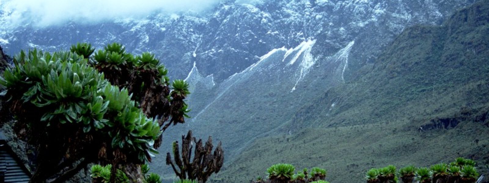 Rwenzori Mountains